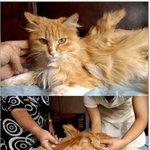 날개달린 고<b>양기</b> 신기하기도 하네요..