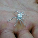 껌종이로 만든 <b>은색</b>거미