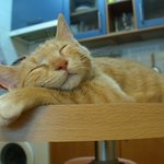 <b>팔자</b> 좋구나~~~~