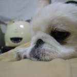 <b>사색</b>에 잠긴 공룡이...!!!