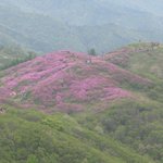 <b>지리산</b> 바래봉 철쭉
