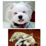 깜찍<b>끔찍</b>강쥐