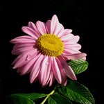 화려한 꽃잎 - <b>pink</b> (2)