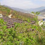 보성 녹차...영화"신장<b>개업</b>"에서두 나왔던 장소~~ㅋ