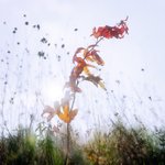 가을의 <b>언덕</b>, 그 위에서.... (2)