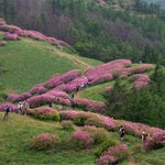 <b>소백산</b> 철쭉 21