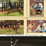 치타 vs <b>럭비</b> 선수, 달리기 시합