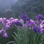 봄의 <b>향연</b> 19