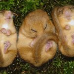 요놈들 이름은?