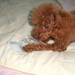 돈이라면 <b>개도</b> 좋아 한다...