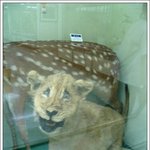 박물관에서 본 <b>사자</b>
