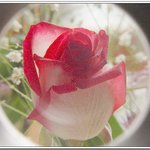 <b>장미꽃</b>