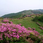 <b>소백산</b> 철쭉 22