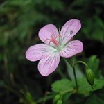 천마산의 <b>꽃</b>