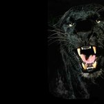 <b>black</b> leopard-1