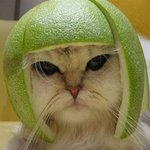 <b>하이</b>바 쓰고 있는 고양이!!