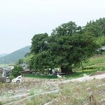 천연기념물 111호 - 진도 임회면 <b>비자</b>나무