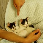 귀여운 아기 고양이