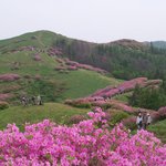 <b>소백산</b> 철쭉 23