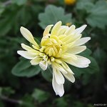 아름다운 <b>소국</b>..