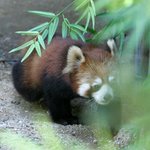 렛서펜더 국내 <b>첫</b> 일반 공개