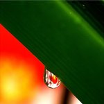 초록<b>이슬</b>