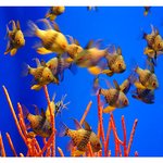 under the <b>sea</b> (15)