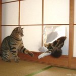 고양이 오성과 <b>한음</b>, 이 팔은 누구의 팔이옵니까?