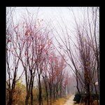 먼저보는 가을_<b>안개</b>공원