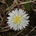 하얀<b>민들</b>래