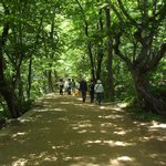보경사<b>숲</b><b>속</b>길