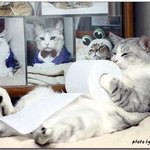 <b>휴지</b>걸이 냥