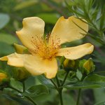 <b>빗물</b>이 채 마르지 않은 물레나물의 꽃