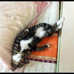 <b>괭이</b>가 사람처럼 자네..+_+