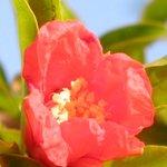 <b>석류나무</b>(꽃)