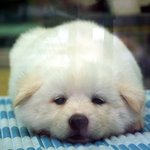 <b>만두</b>강아지vs만두고양이