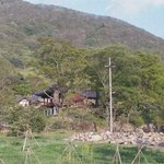 천연기념물 <b>112</b>호 - 영광 불갑사 참식나무 자생북한지