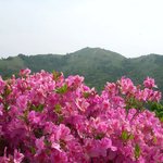 <b>소백산</b> 철쭉 25