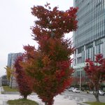단풍나무(2)