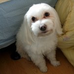 울<b>집강</b>이지 '복이'