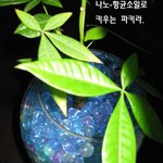 흙냄새 없이 ..<b>식물</b> 쉽고 아름답게 키우는 방법 --감상 하세요_