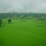 푸른 <b>논밭</b>