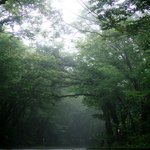 제주도의 숲<b>터널</b>