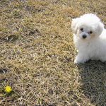 이름이 ^^ 개똥이에요...