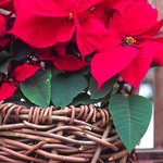 포<b>인세</b>치아