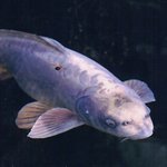 <<충격>> 화제의 人面魚