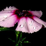 화려한 꽃잎 - <b>pink</b> (6)