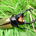 오돈토라비스<b>야즈</b>오카이 사슴벌레