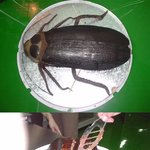 바퀴벌레 <b>케익</b>