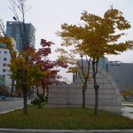 <b>단풍</b>나무(3)